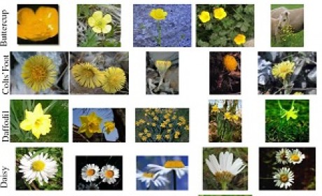 17 Category Flower数据集