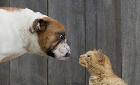 Dogs vs Cats数据集