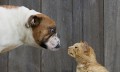 Dogs vs Cats数据集